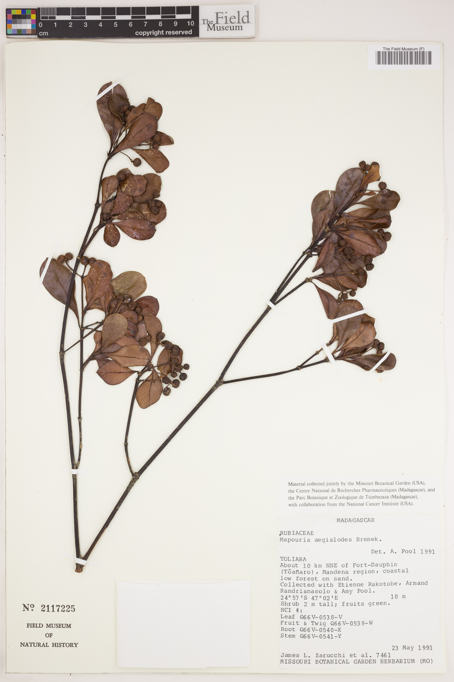 Psychotria aegialodes image