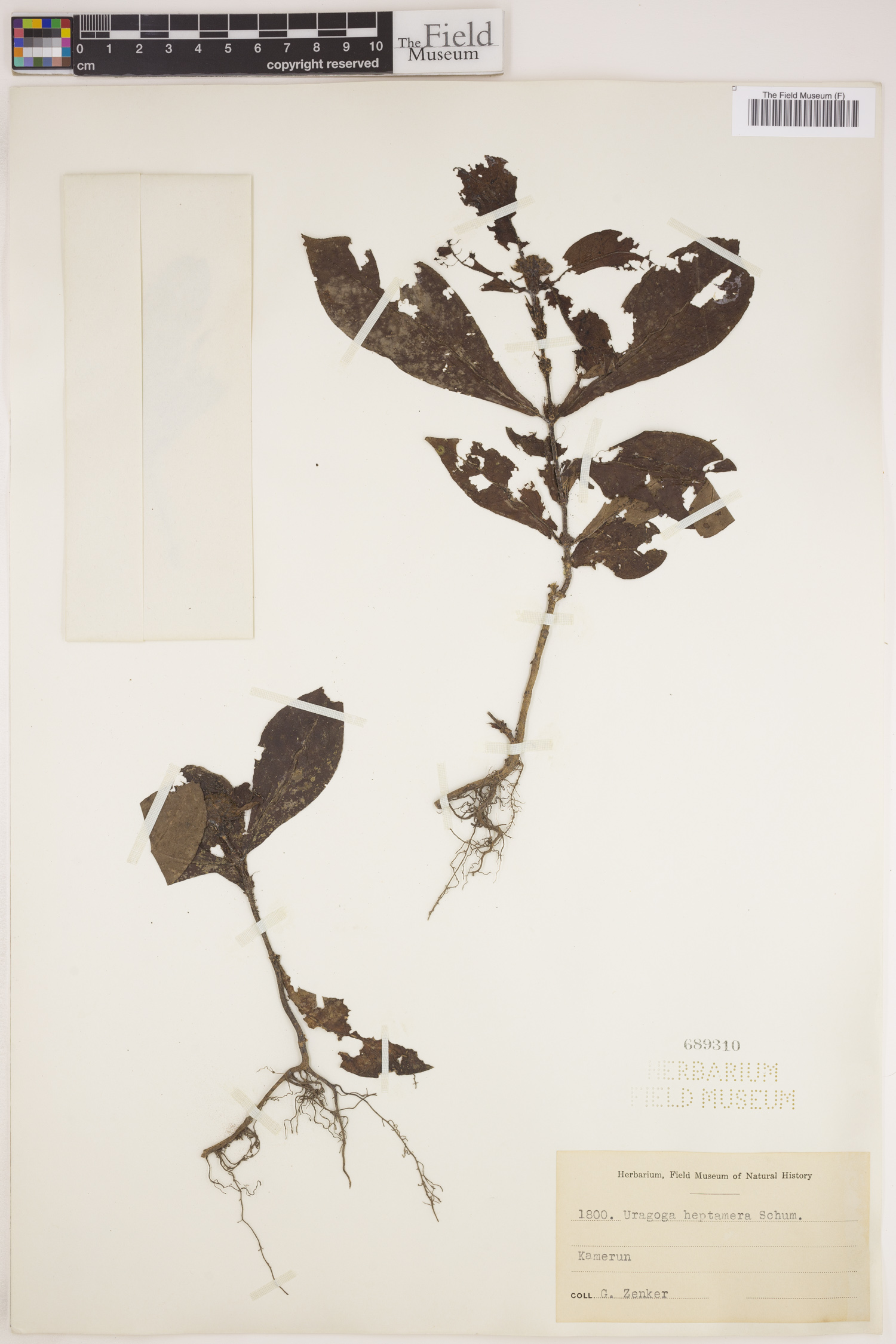 Psychotria hexamera image