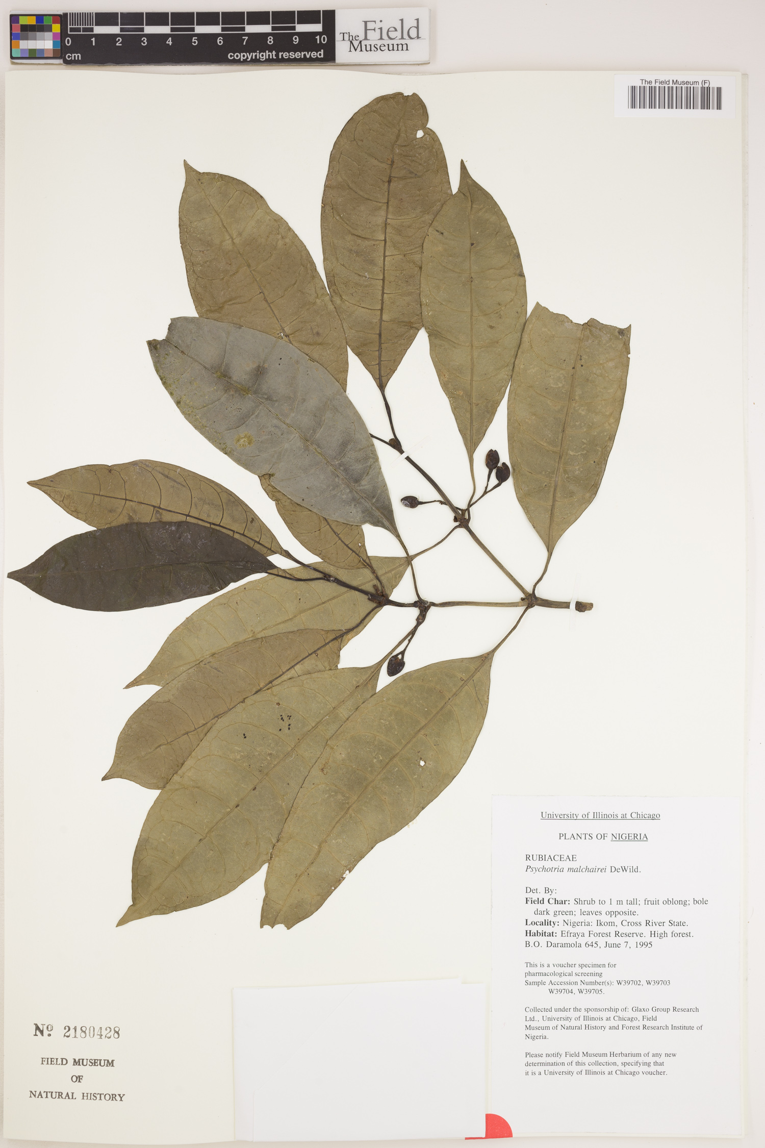 Psychotria chalconeura subsp. chalconeura image