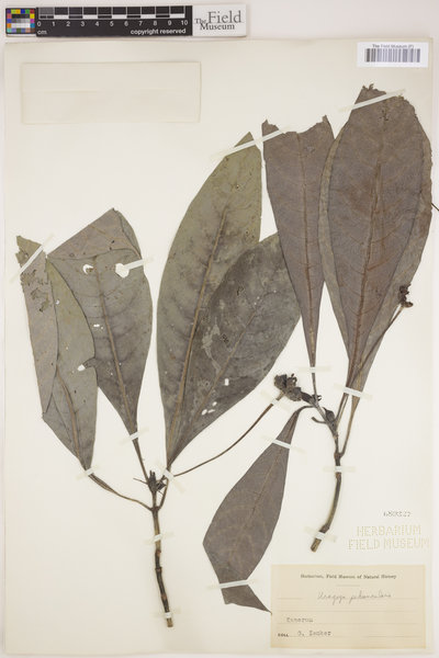 Psychotria peduncularis image