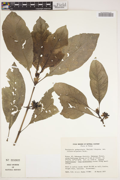 Psychotria ceratoloba image
