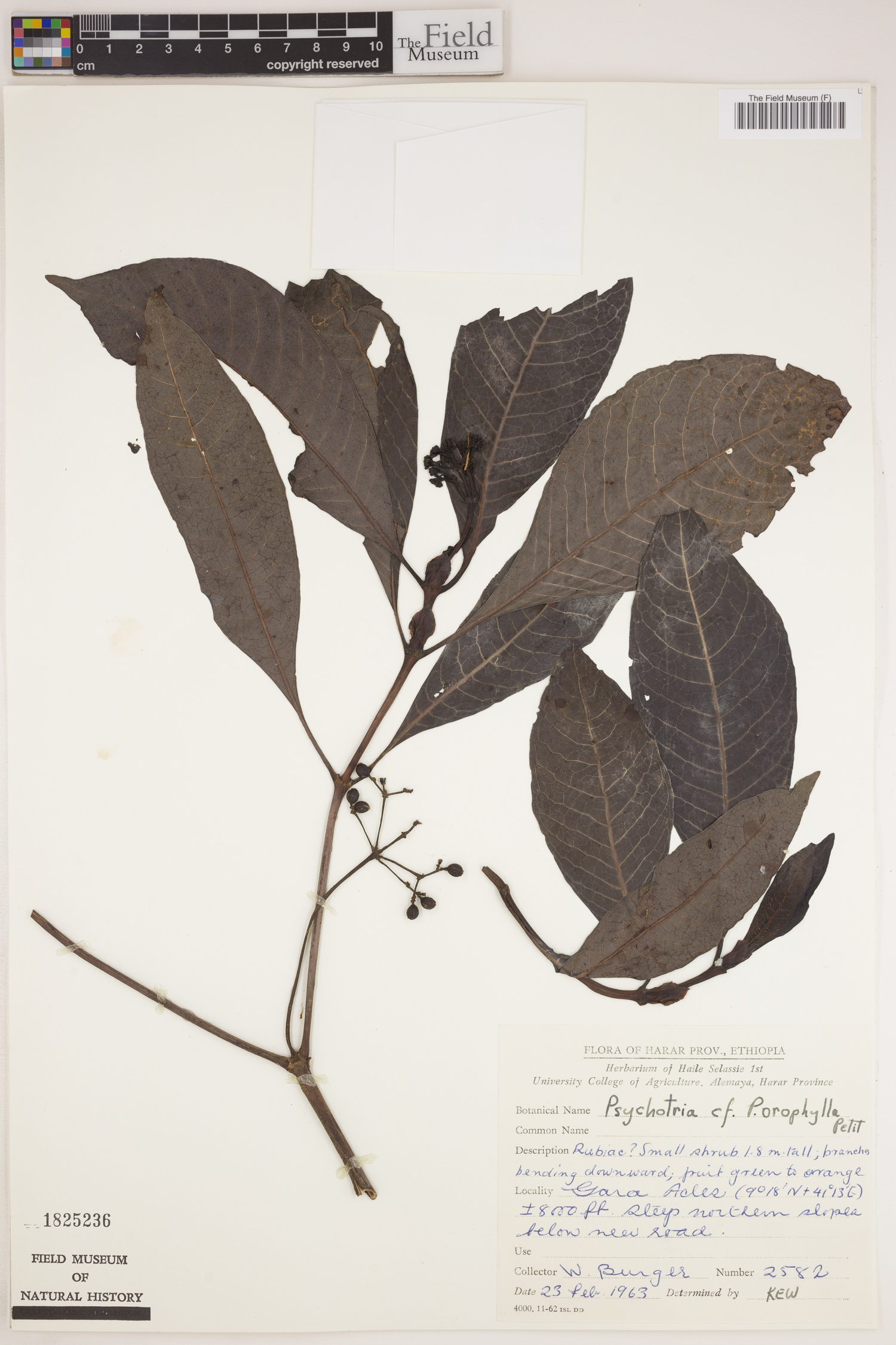 Psychotria orophila image