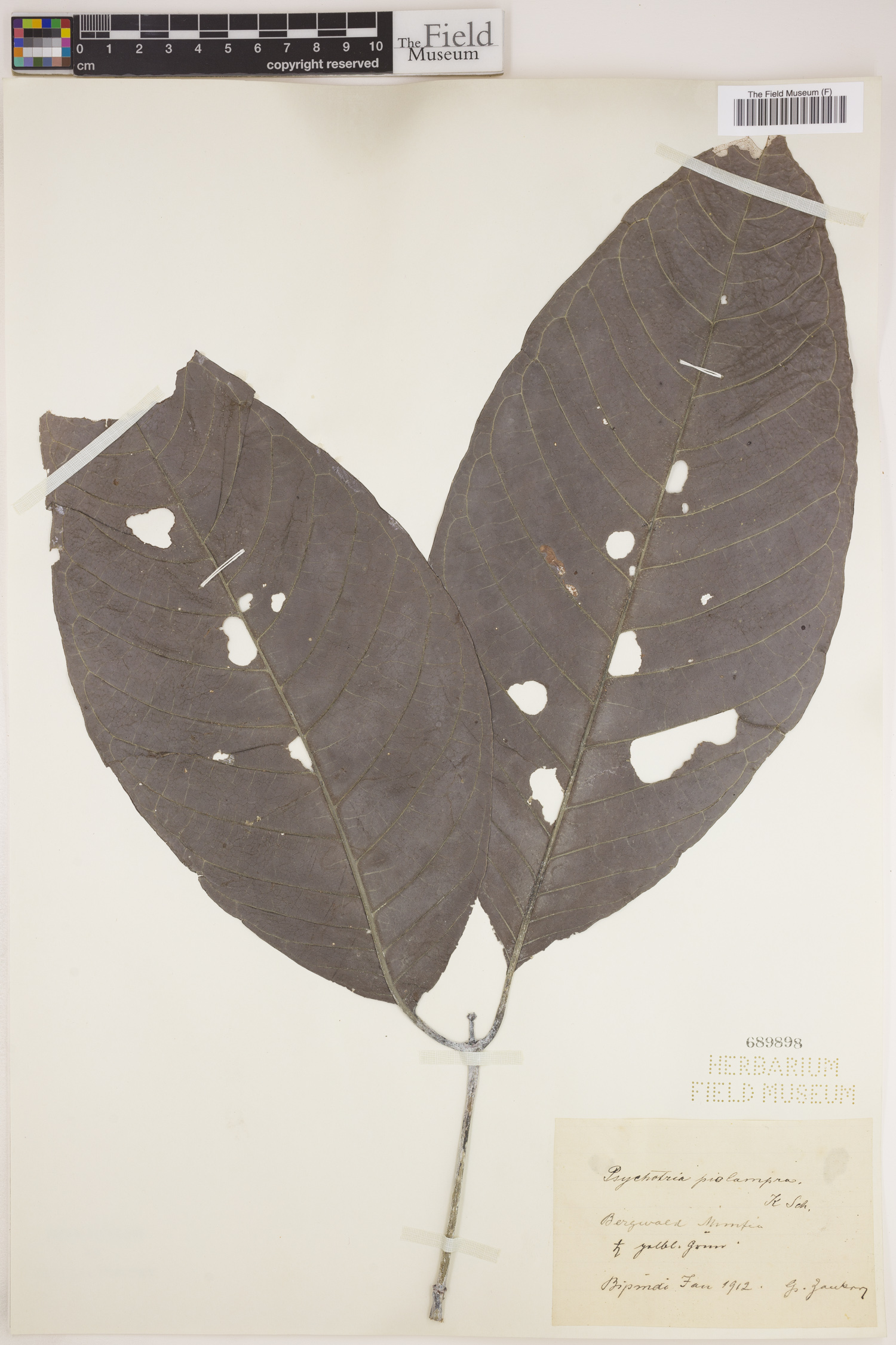 Psychotria piolampra image