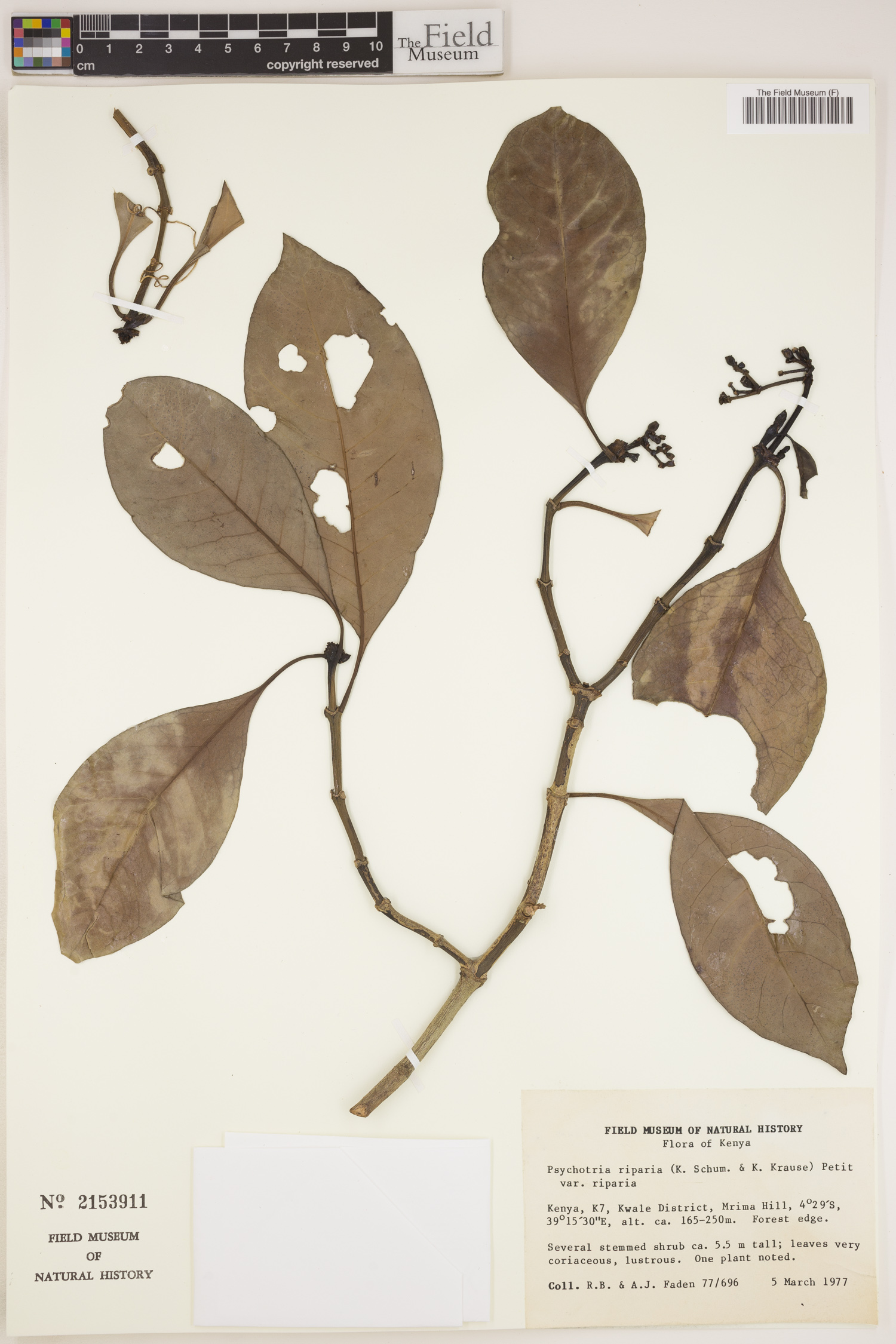 Psychotria capensis subsp. riparia image