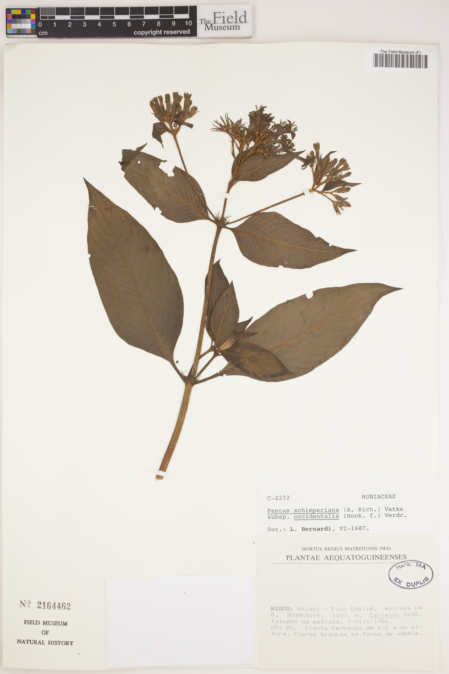 Pentas schimperi subsp. occidentalis image