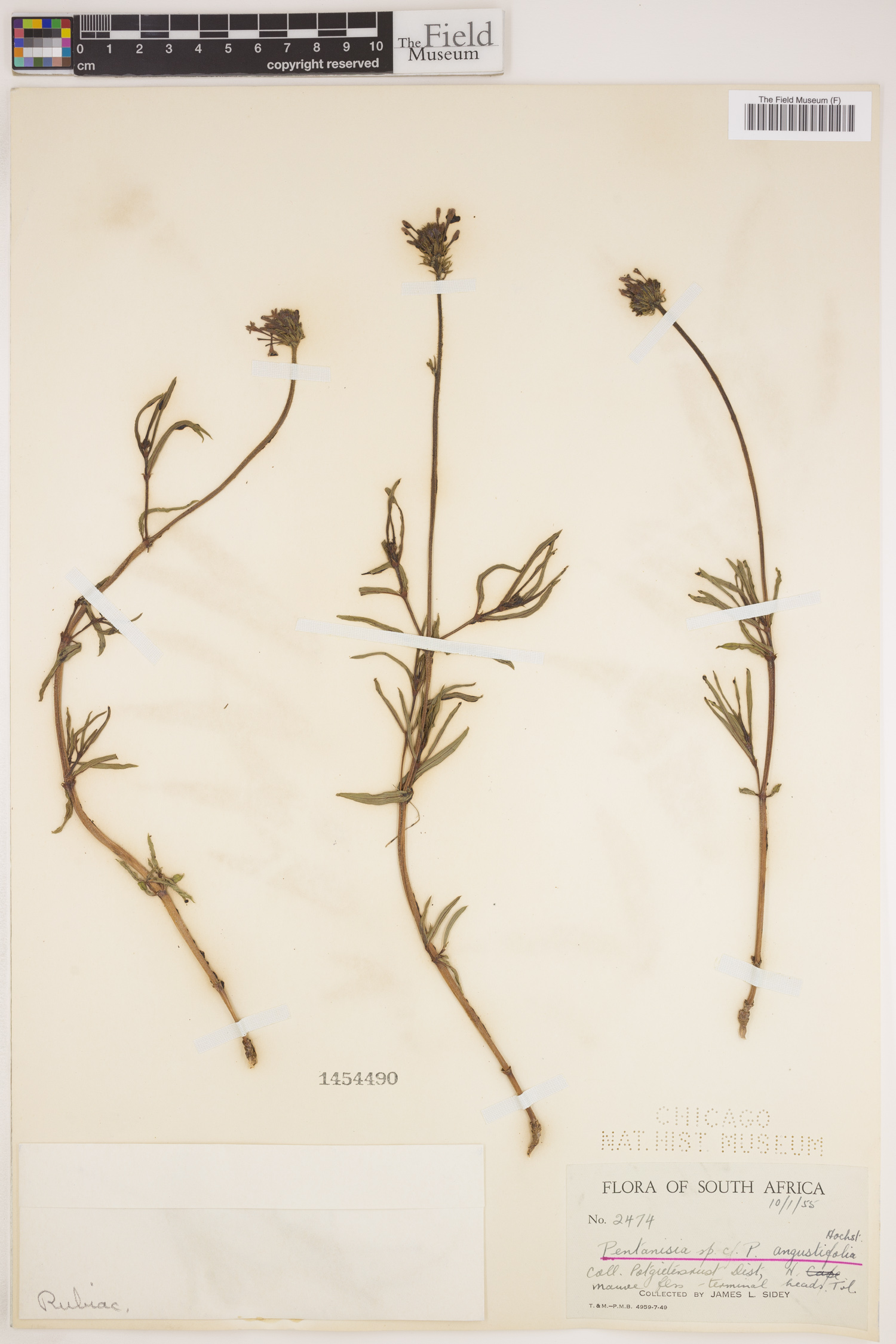 Pentanisia angustifolia image