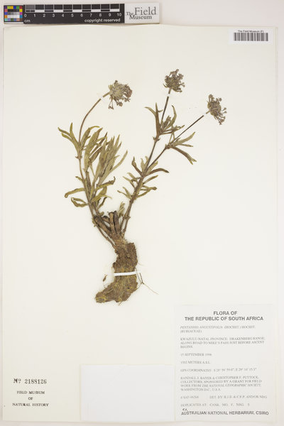 Pentanisia angustifolia image