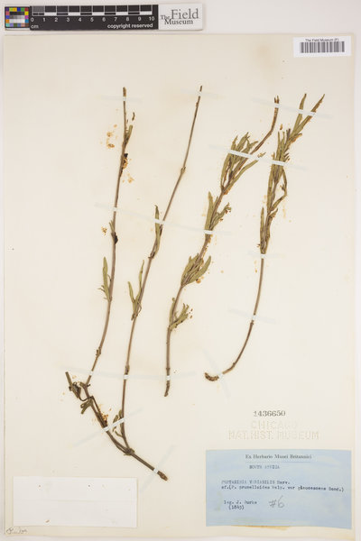Pentanisia prunelloides image