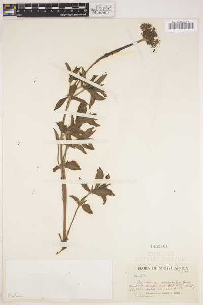 Pentanisia prunelloides subsp. prunelloides image