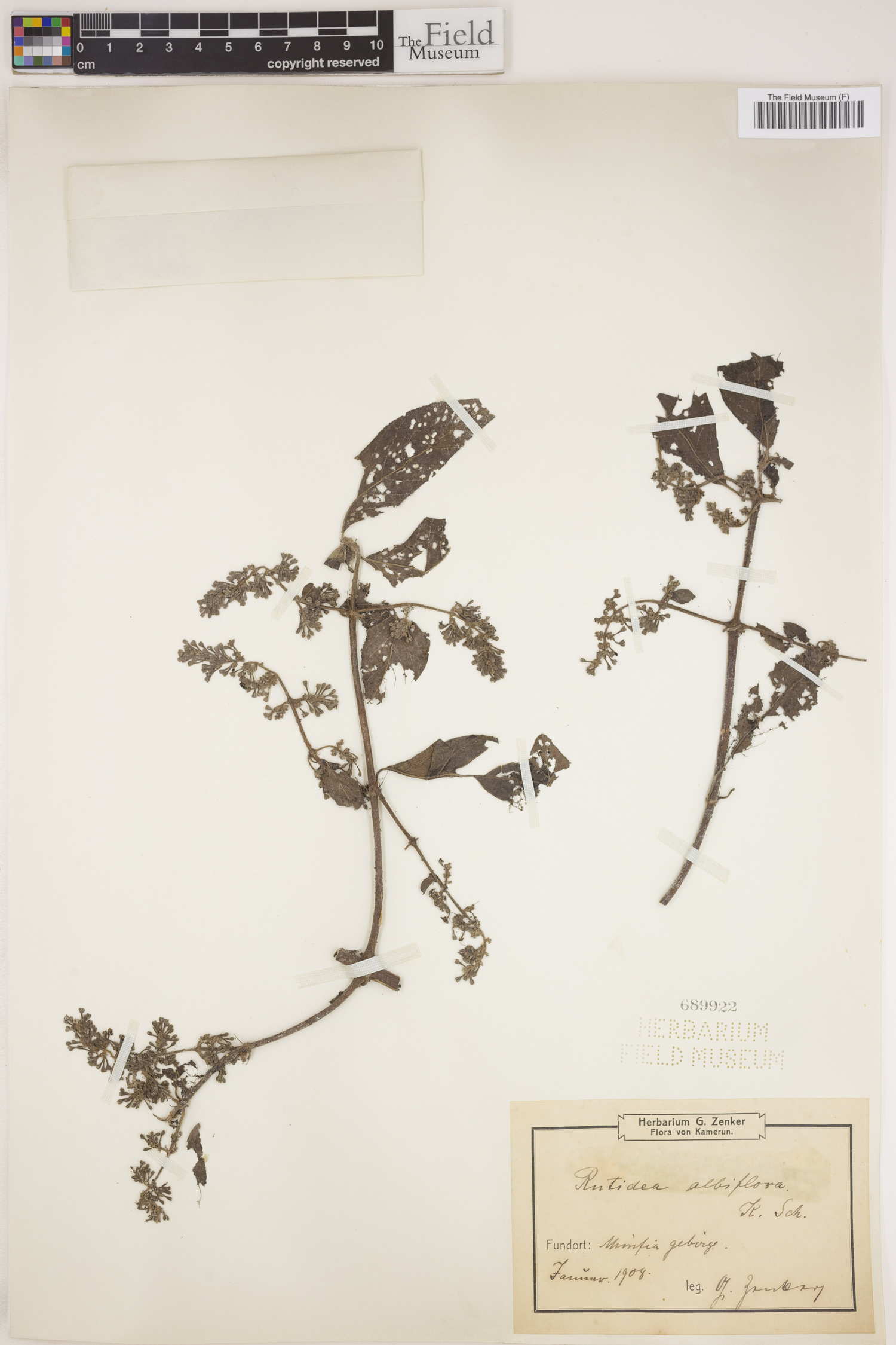 Rutidea smithii subsp. smithii image