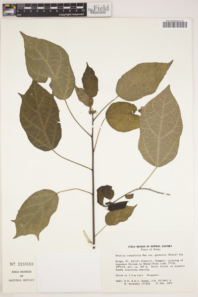 Tannodia tenuifolia image