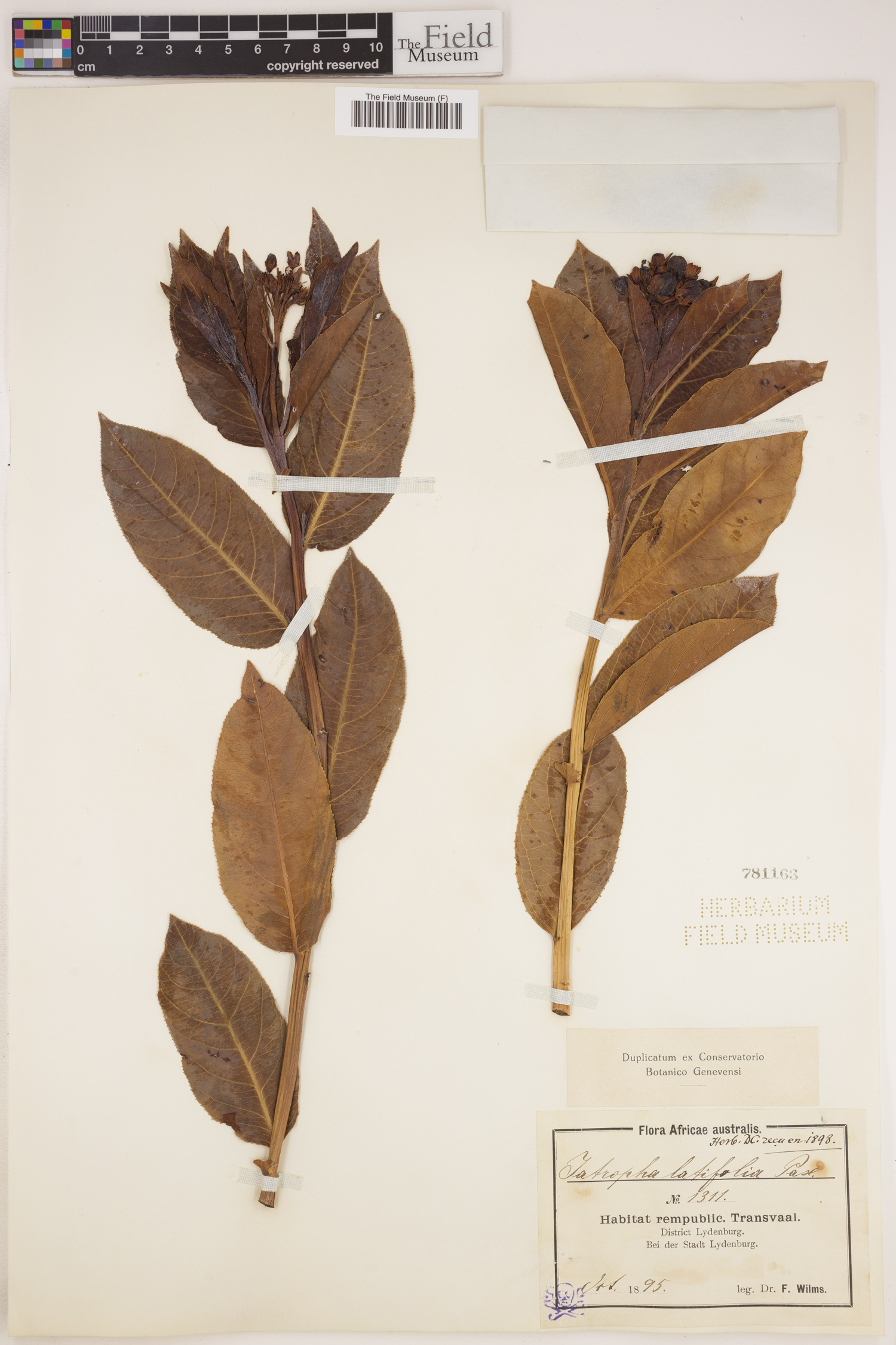 Jatropha latifolia image