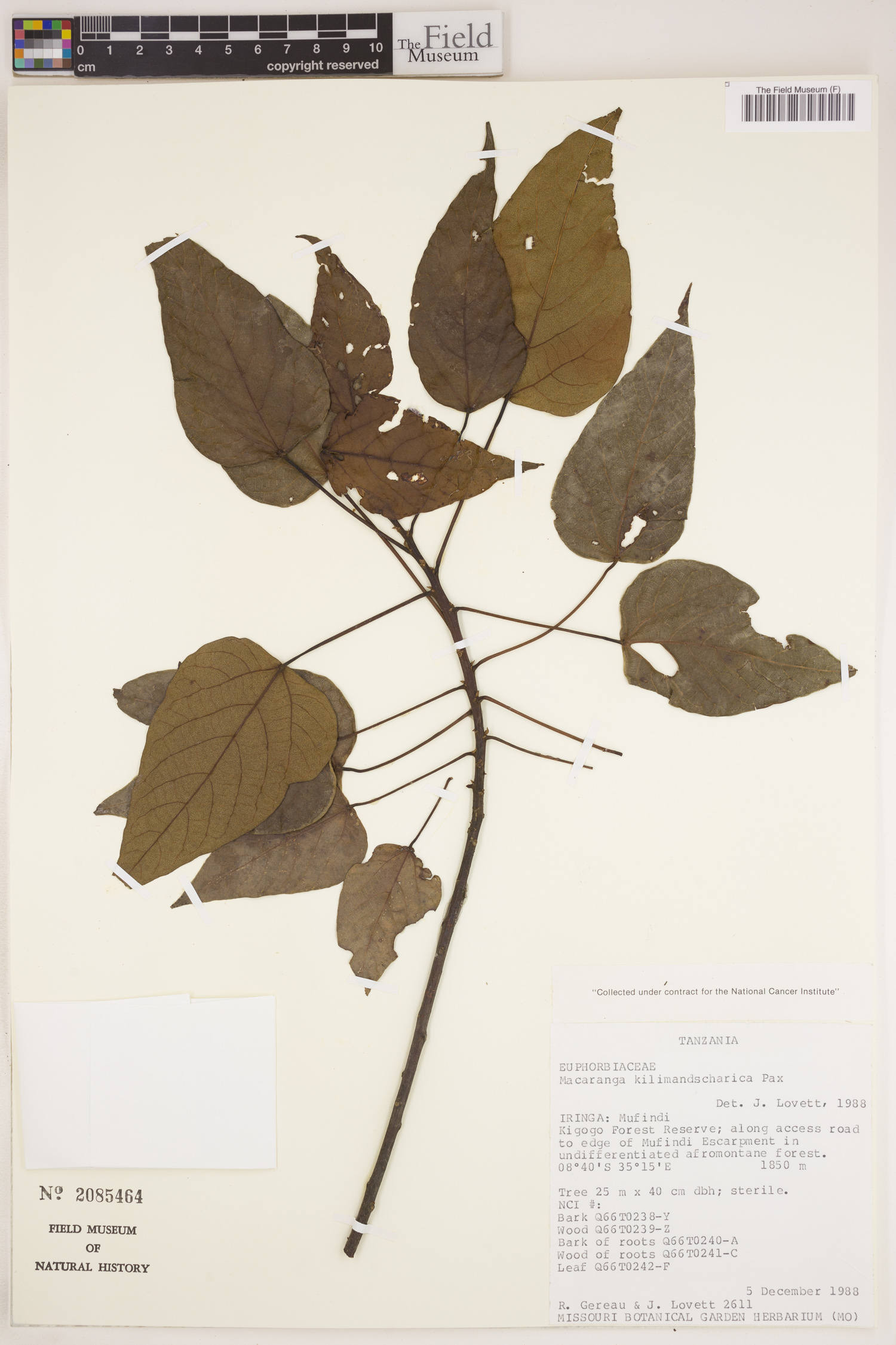 Macaranga capensis var. kilimandscharica image