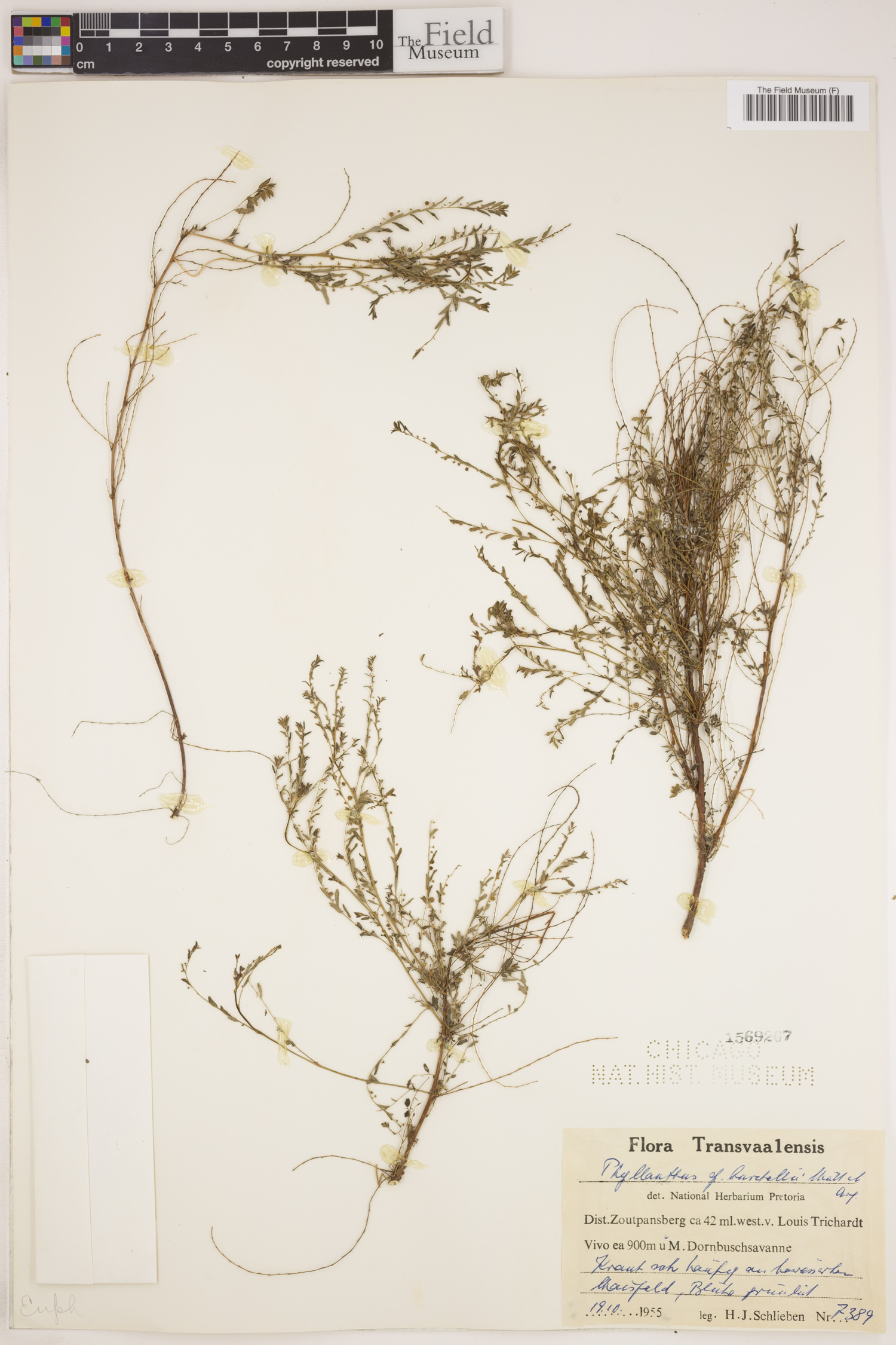 Phyllanthus parvulus var. garipensis image