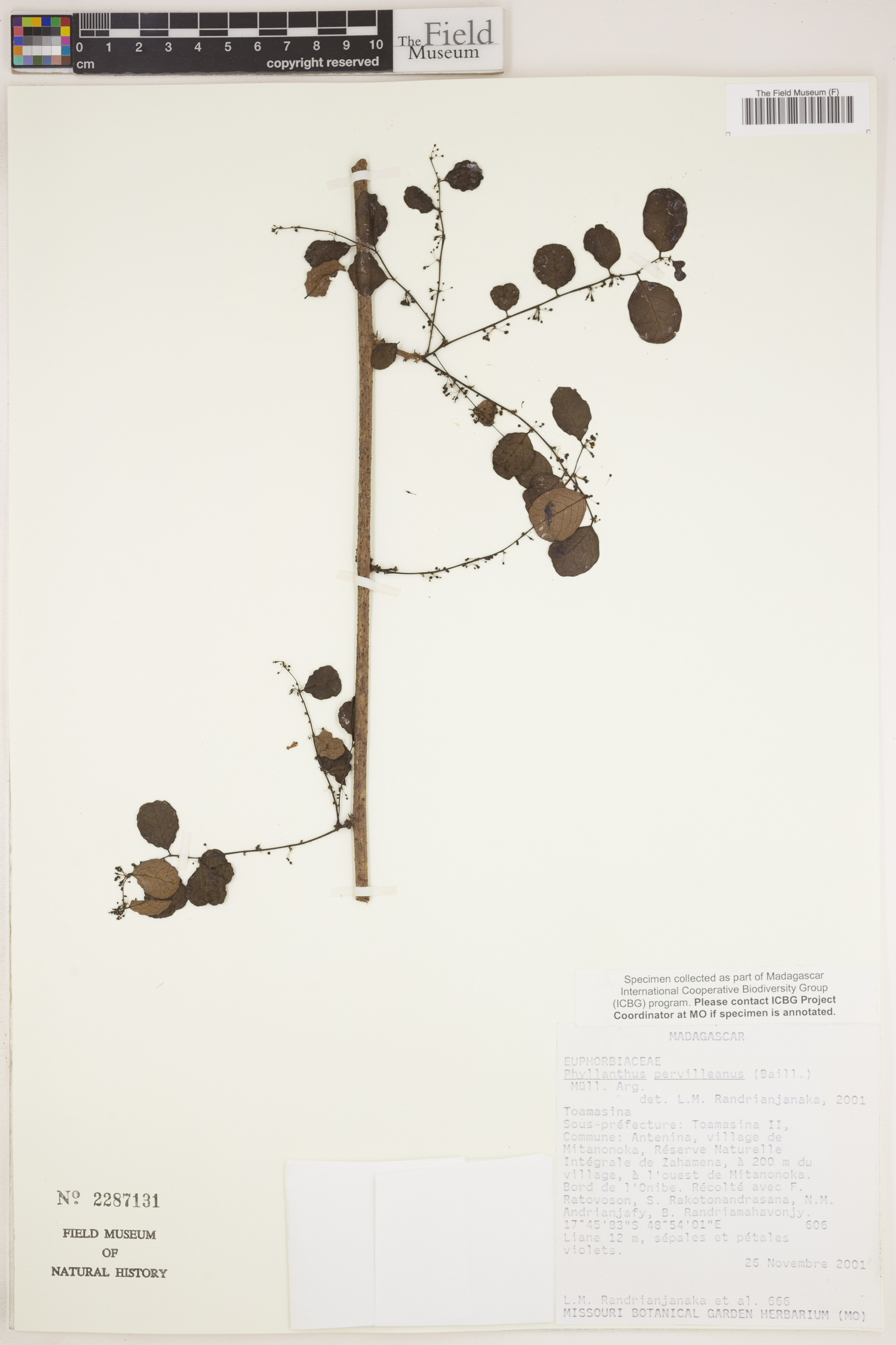 Phyllanthus pervilleanus image