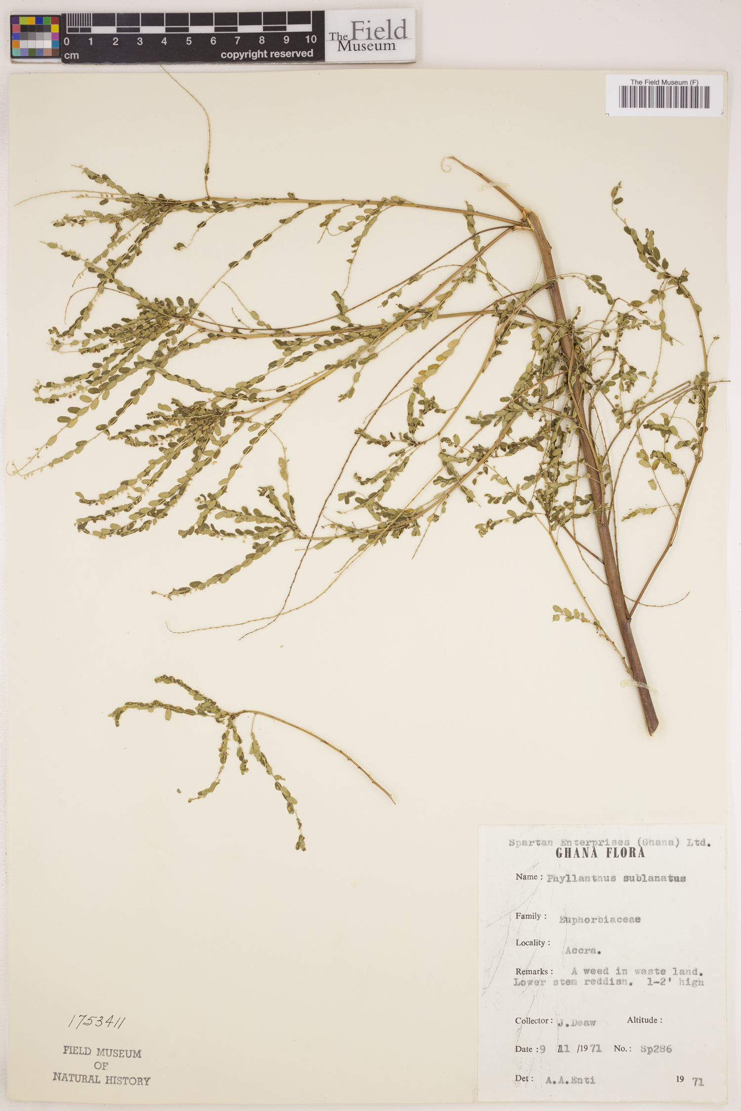Phyllanthus sublanatus image
