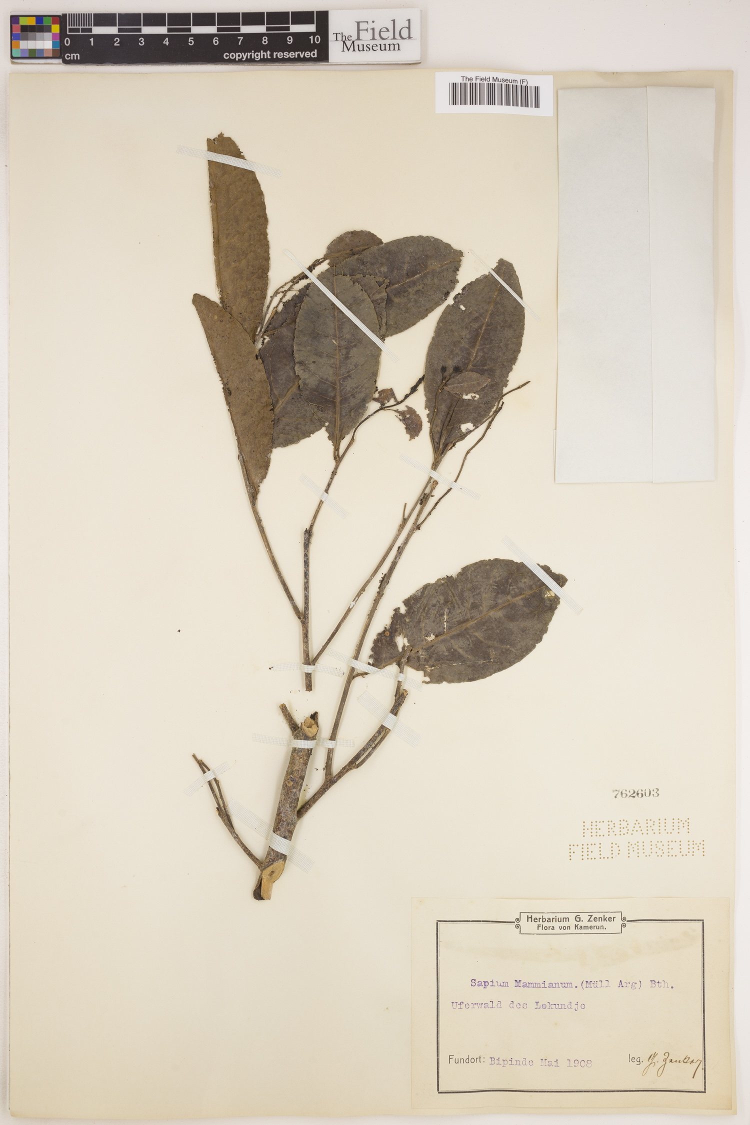 Shirakiopsis elliptica image