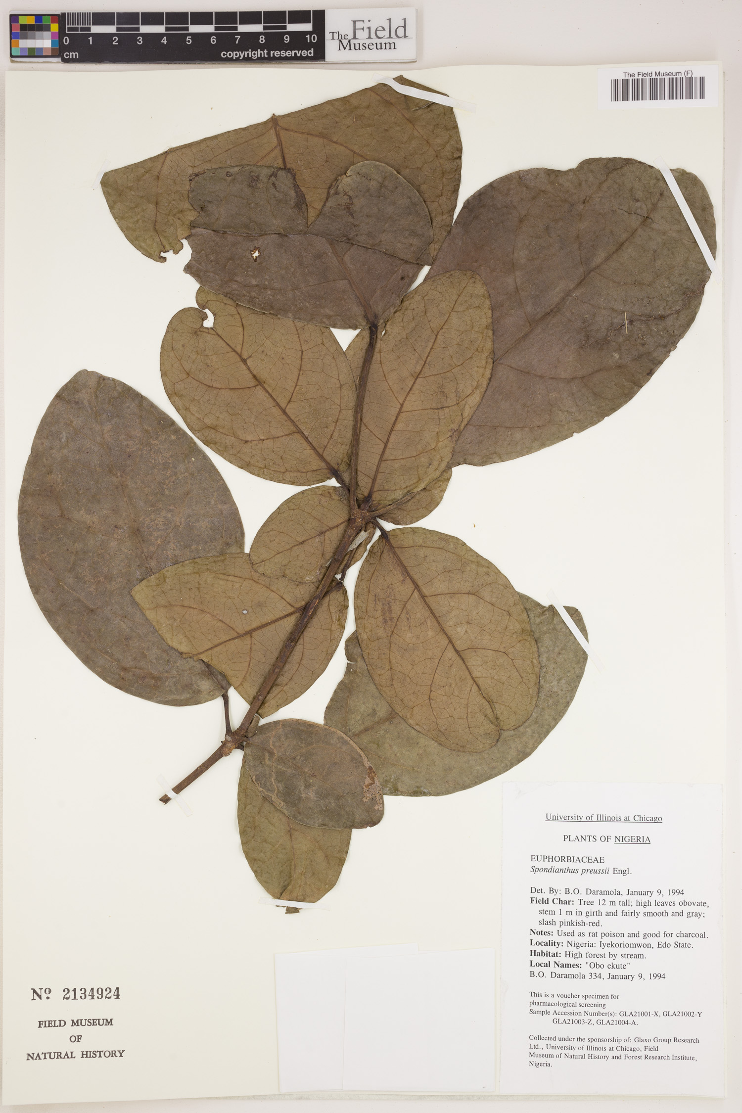 Spondianthus preussii image