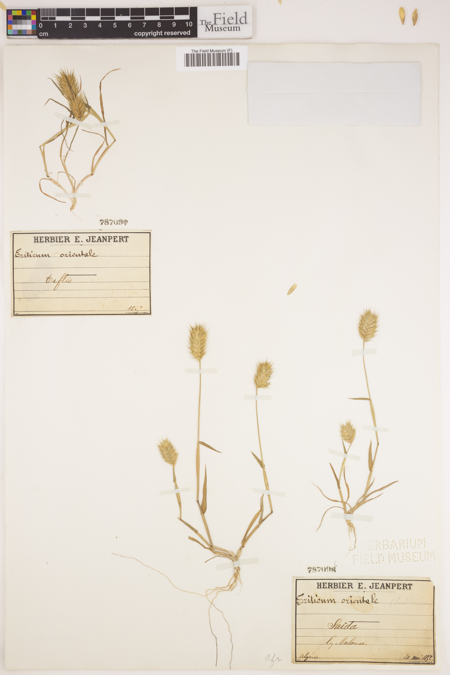 Triticum turgidum image