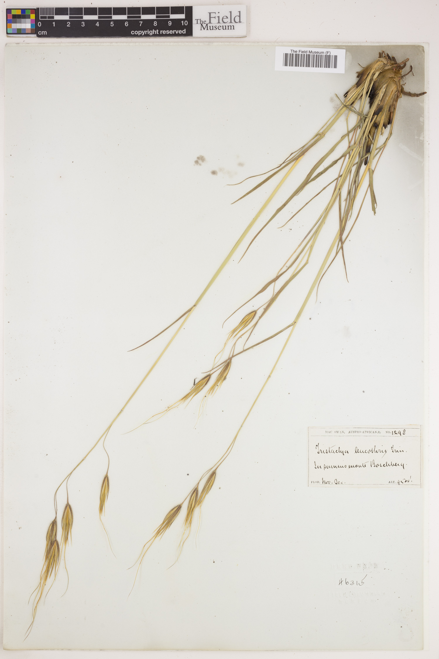 Tristachya leucothrix image