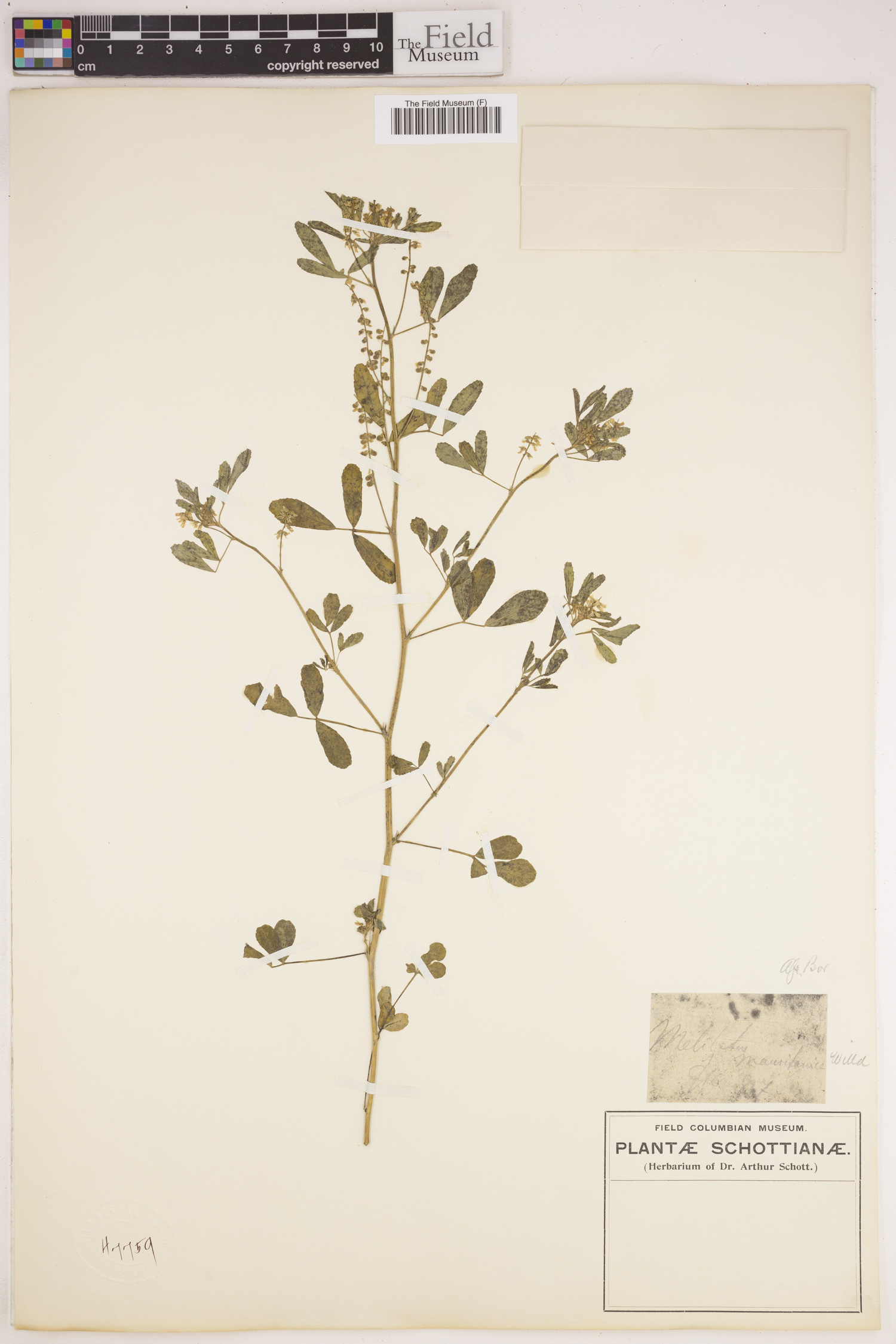 Melilotus officinalis image