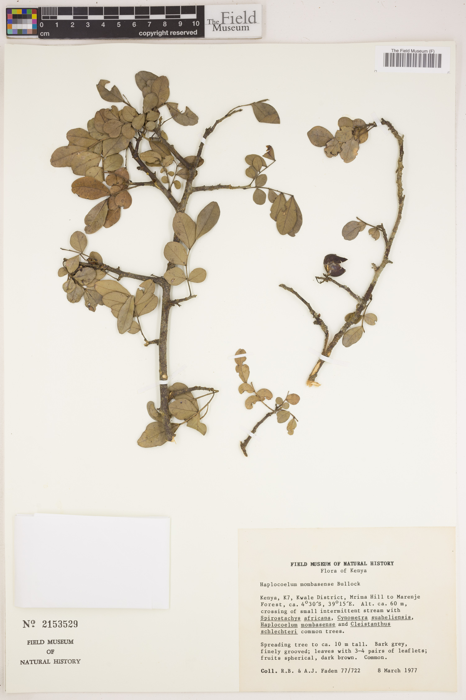 Haplocoelum foliolosum subsp. mombasense image