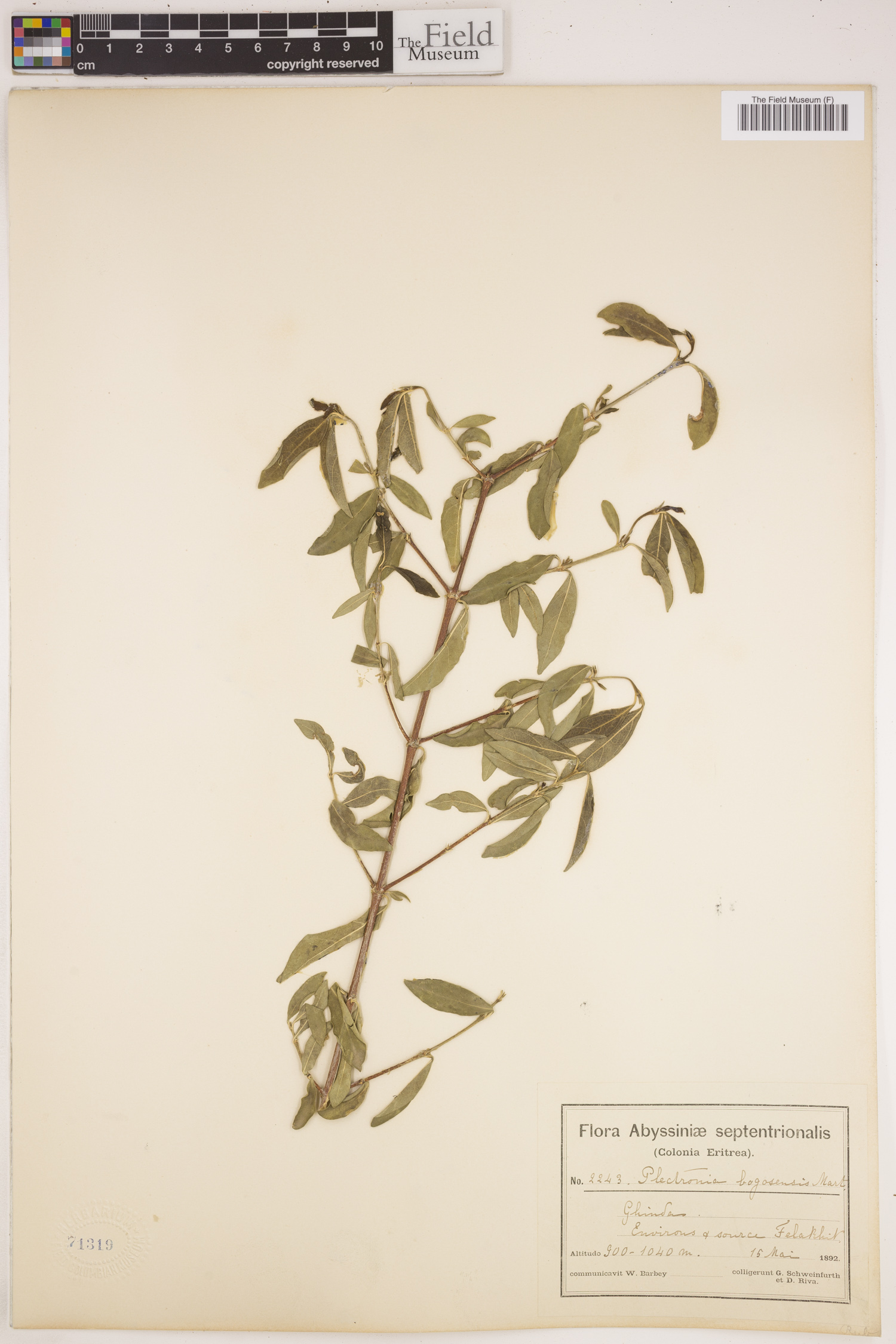 Pyrostria phyllanthoidea image