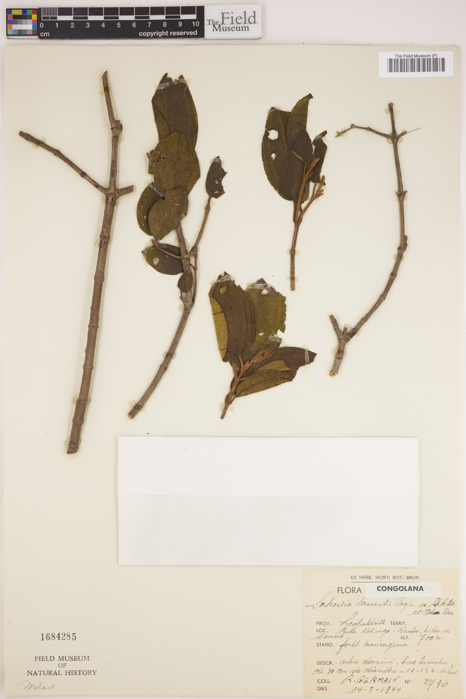 Dichaetanthera corymbosa image