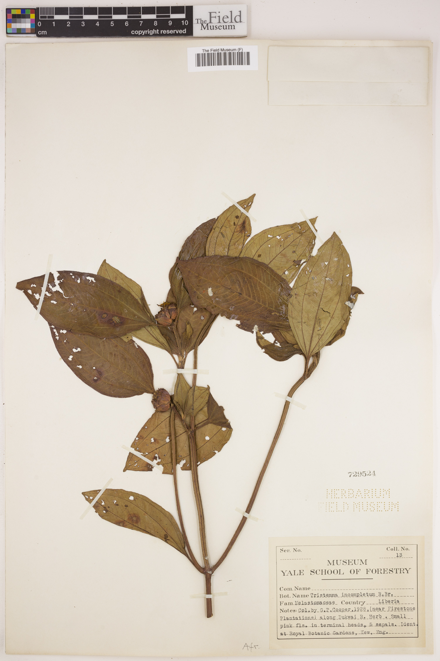 Tristemma mauritianum var. mauritianum image