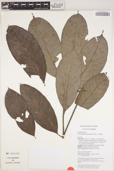 Chrysophyllum subnudum image