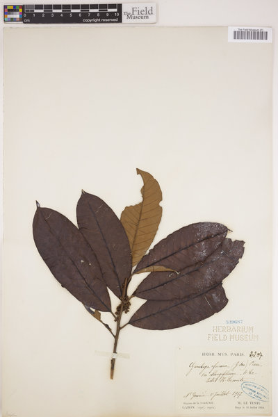 Chrysophyllum africanum image