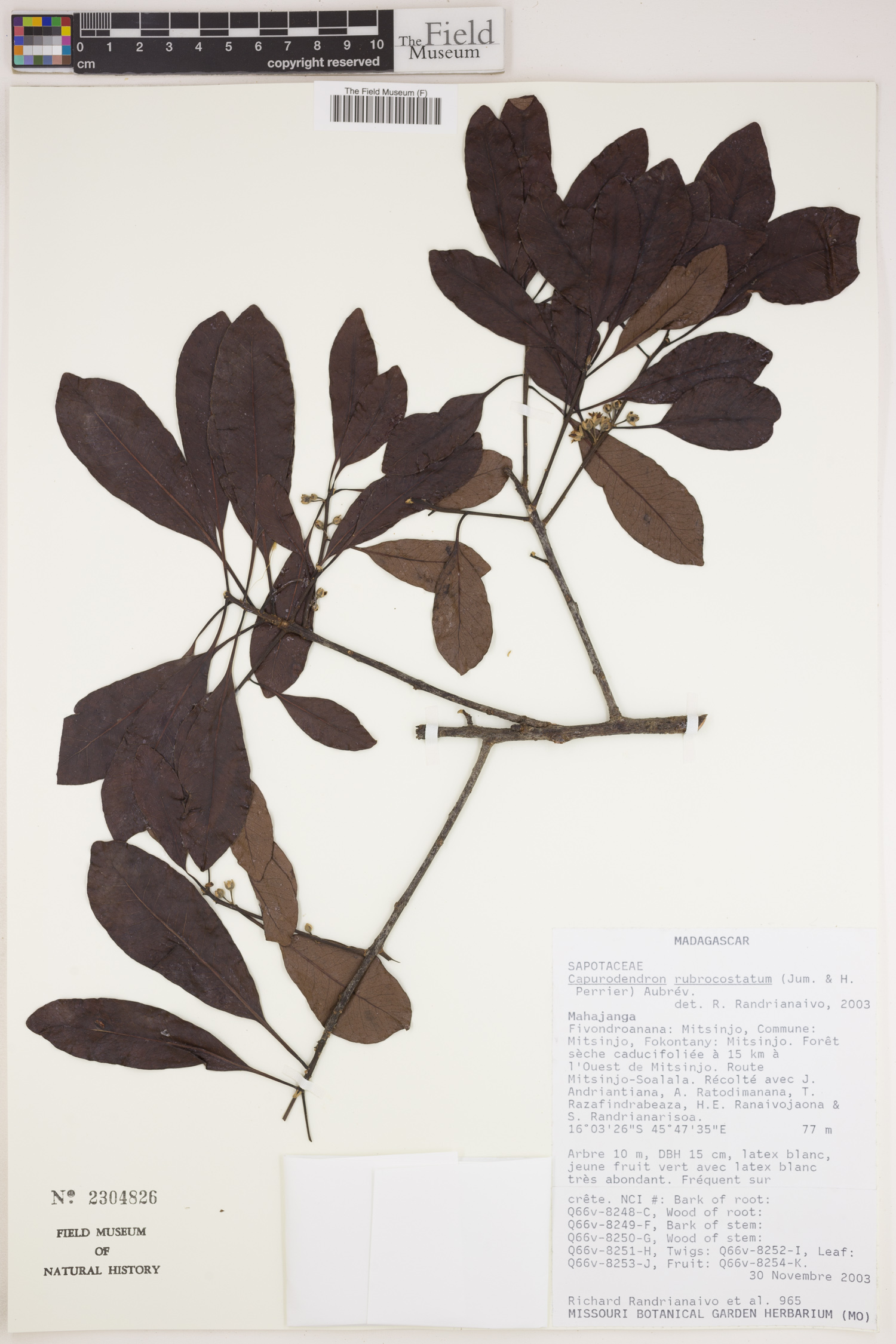 Capurodendron rubrocostatum image