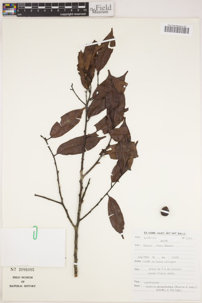 Chrysophyllum pruniforme image