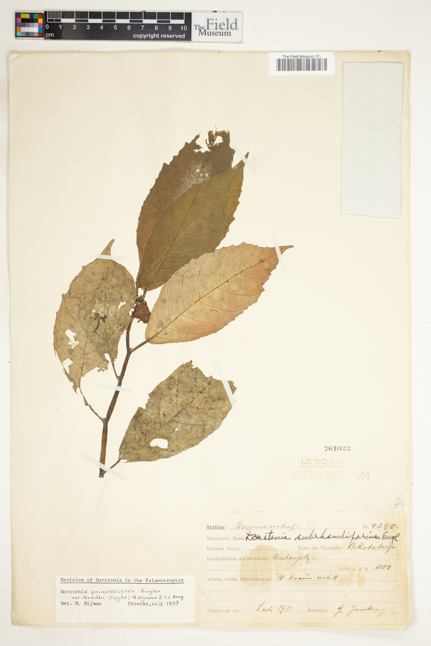 Dorstenia poinsettifolia var. staudtii image