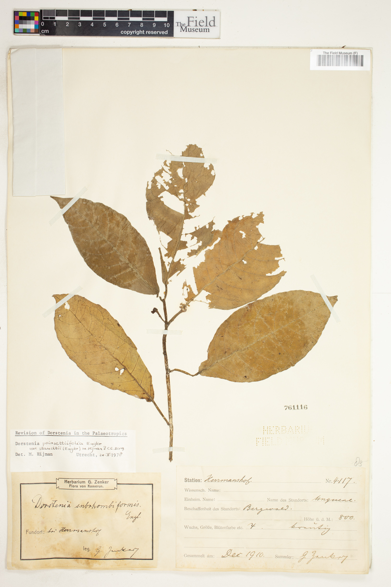 Dorstenia poinsettifolia var. staudtii image