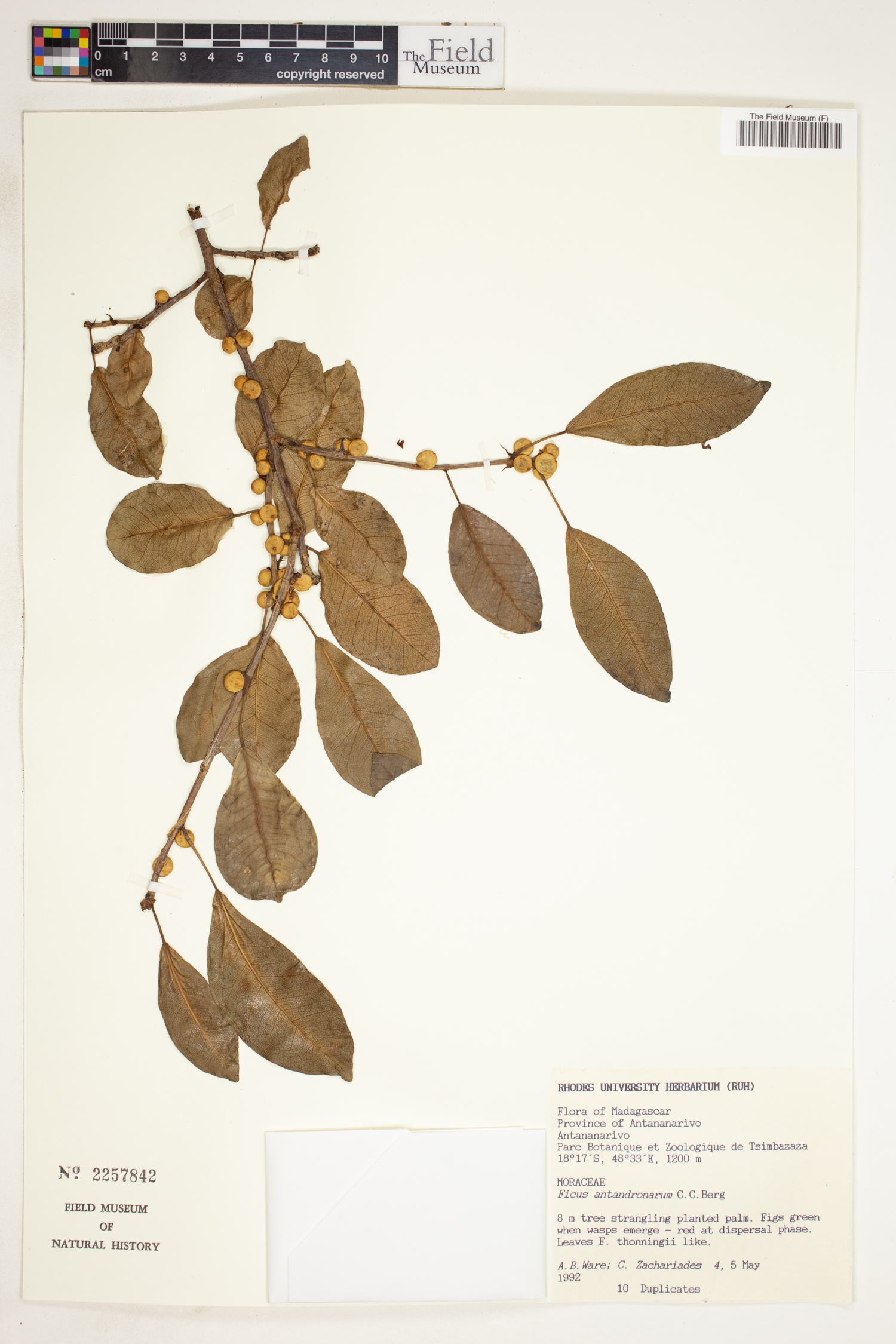Ficus antandronarum image