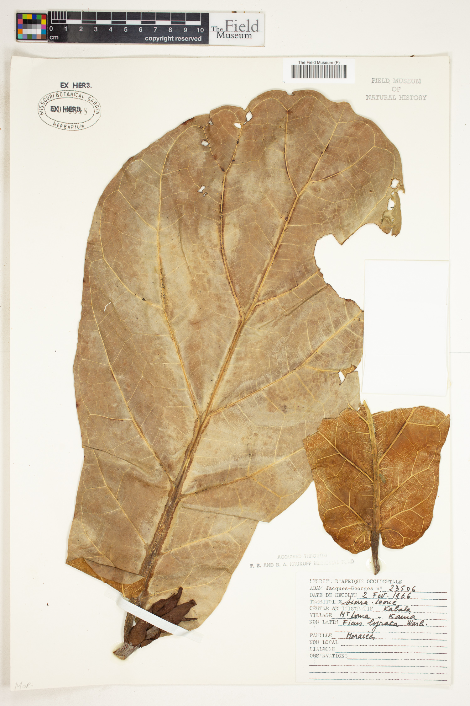 Ficus lyrata image