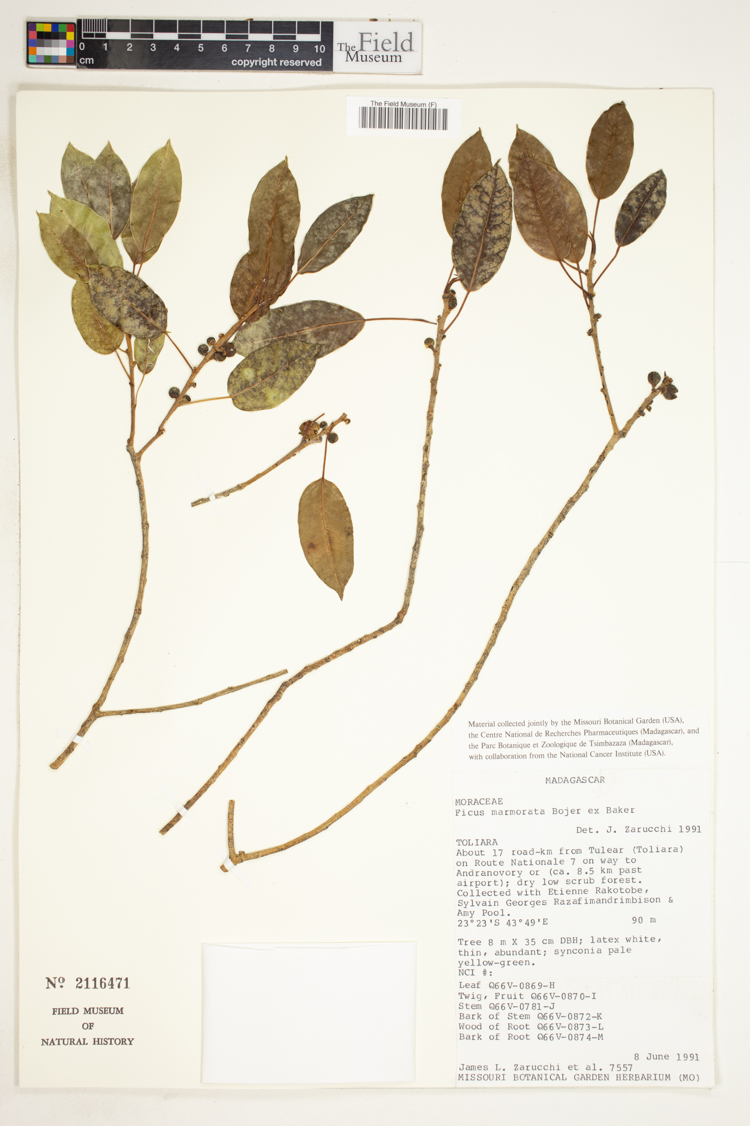 Ficus marmorata image