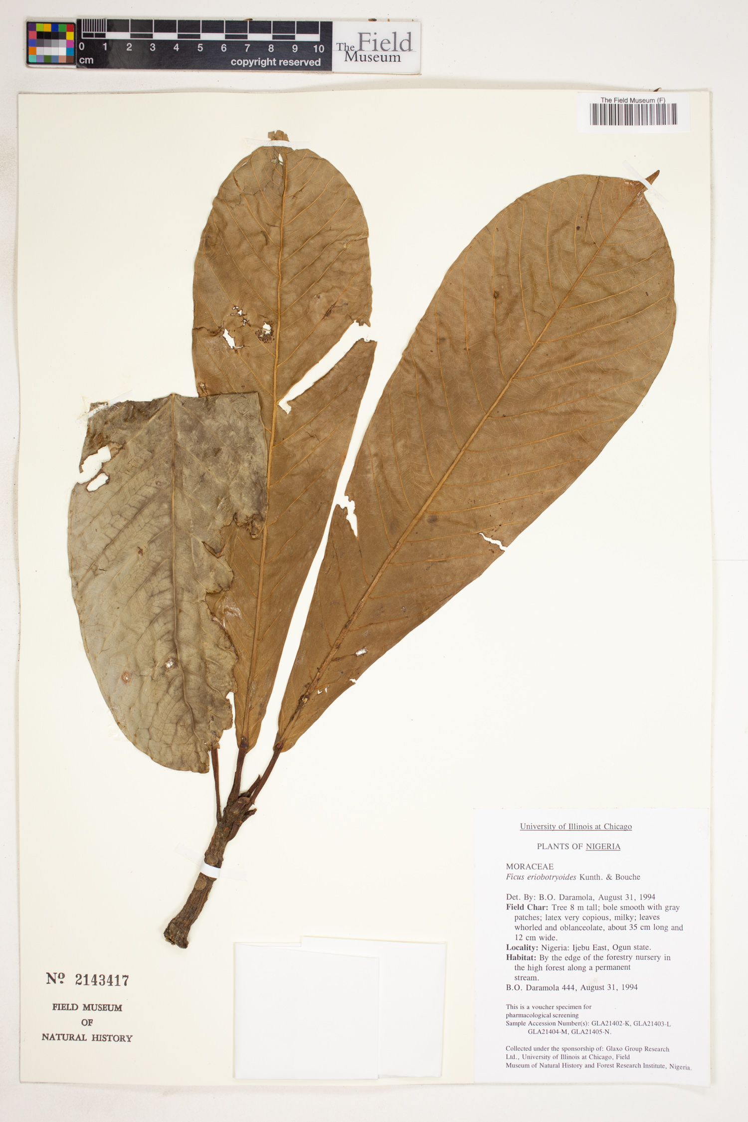 Ficus saussureana image