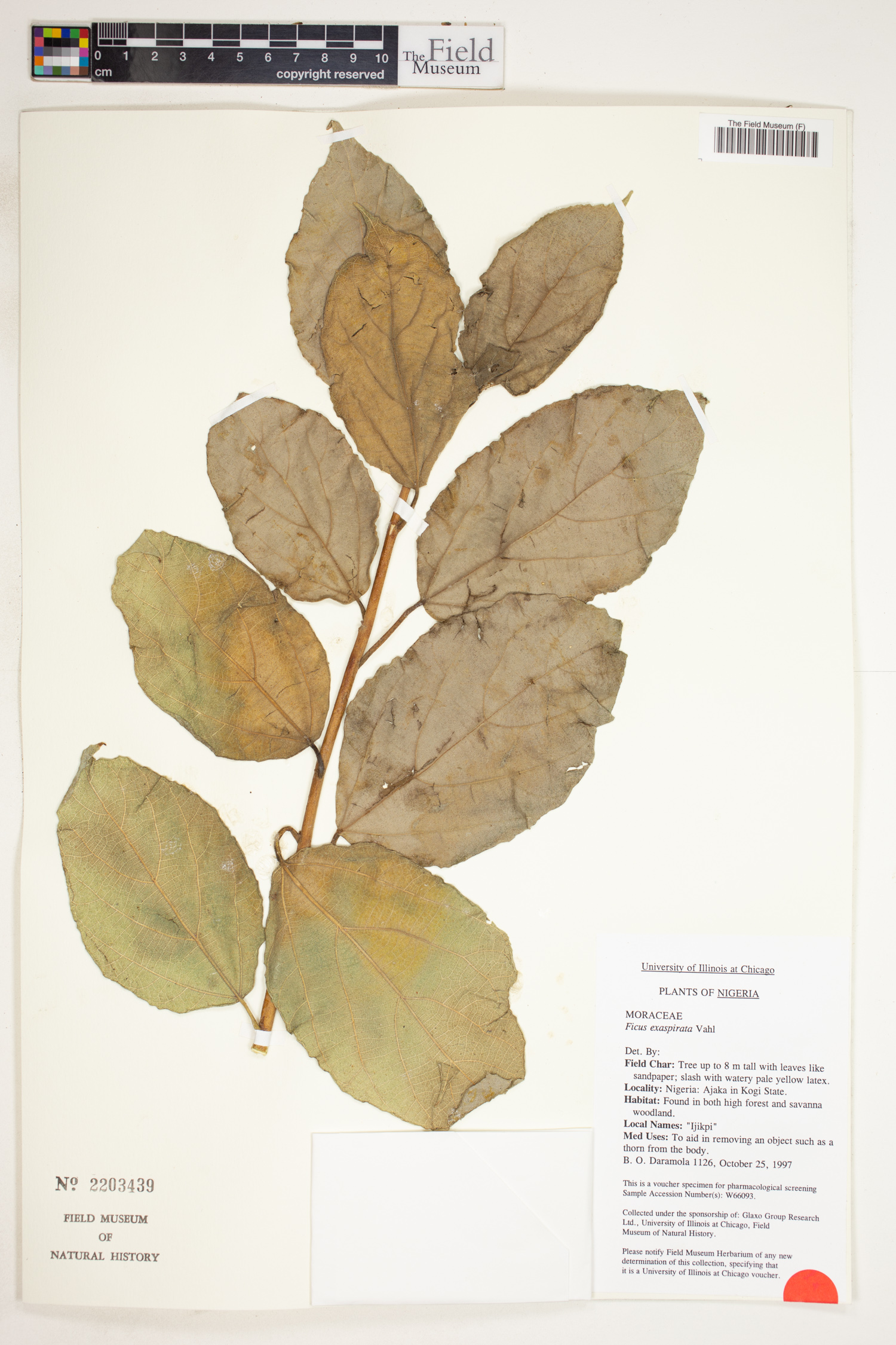 Ficus exasperata image