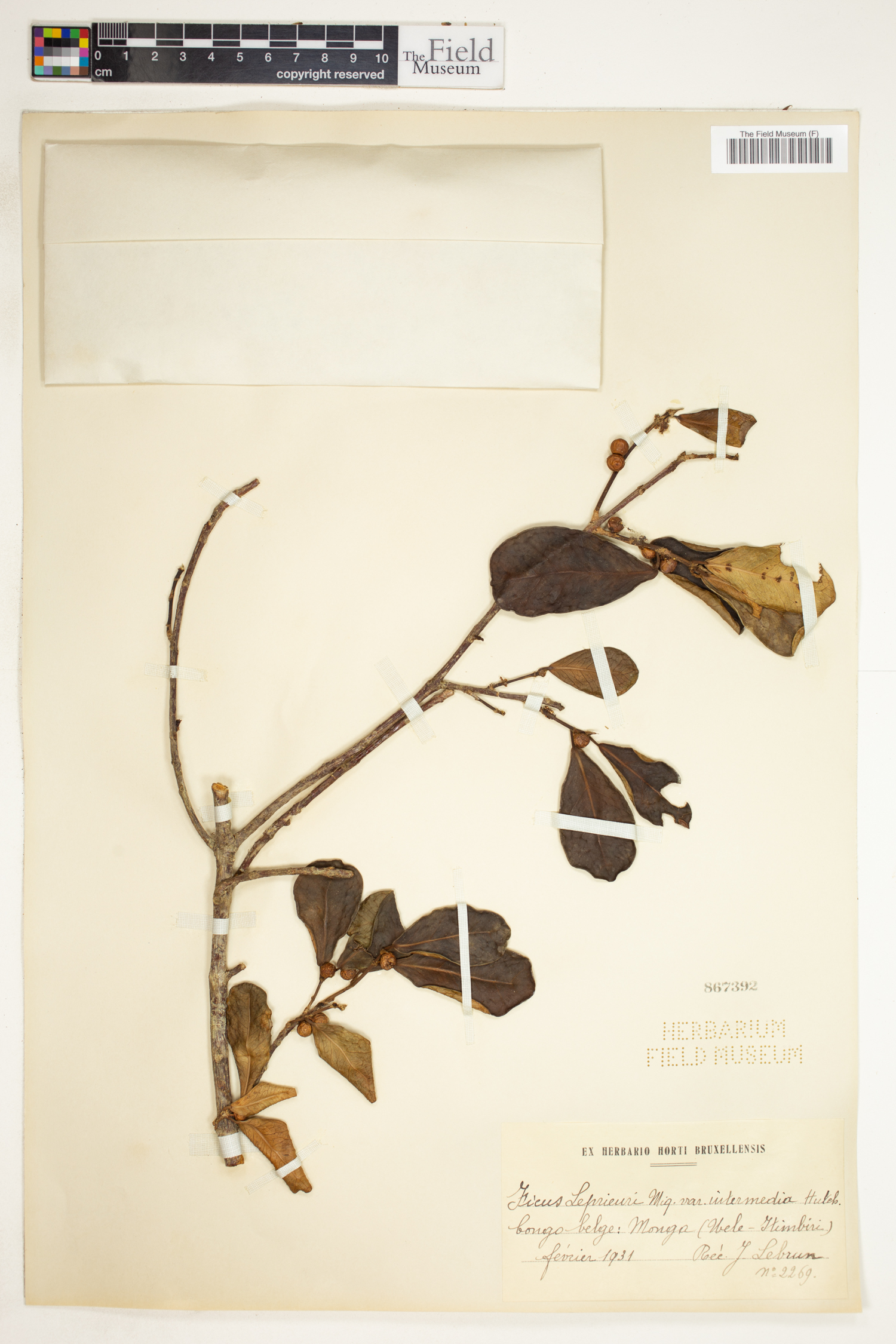 Ficus natalensis subsp. leprieurii image