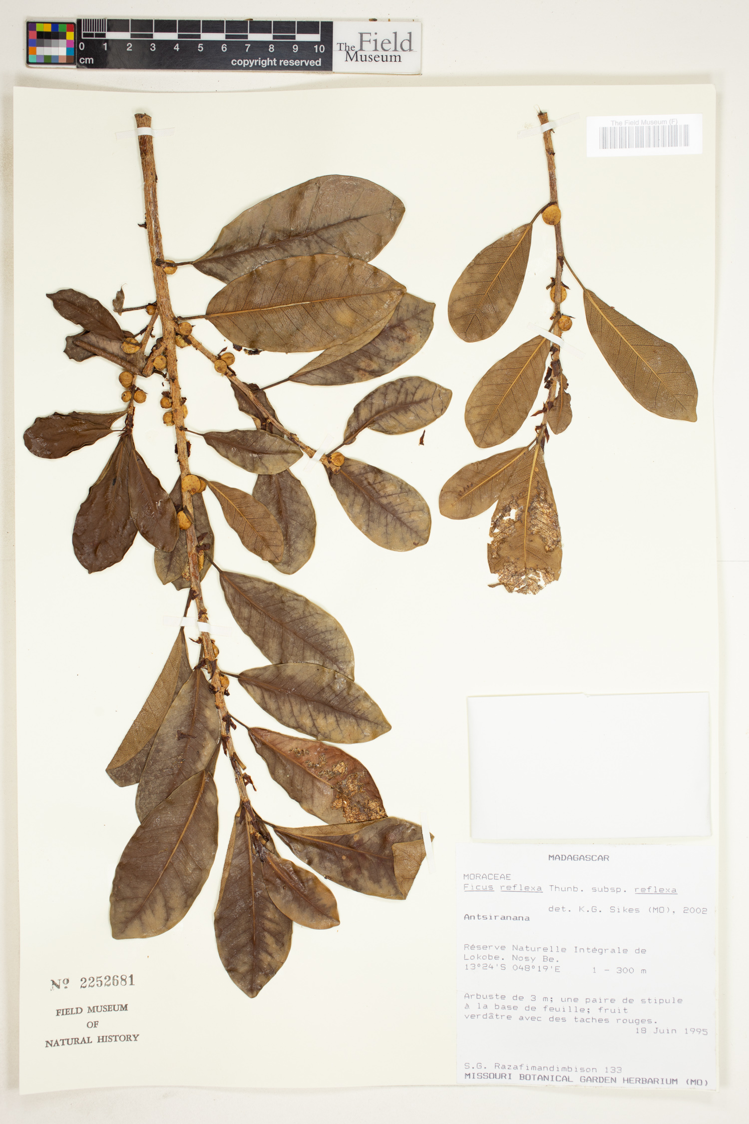 Ficus reflexa image