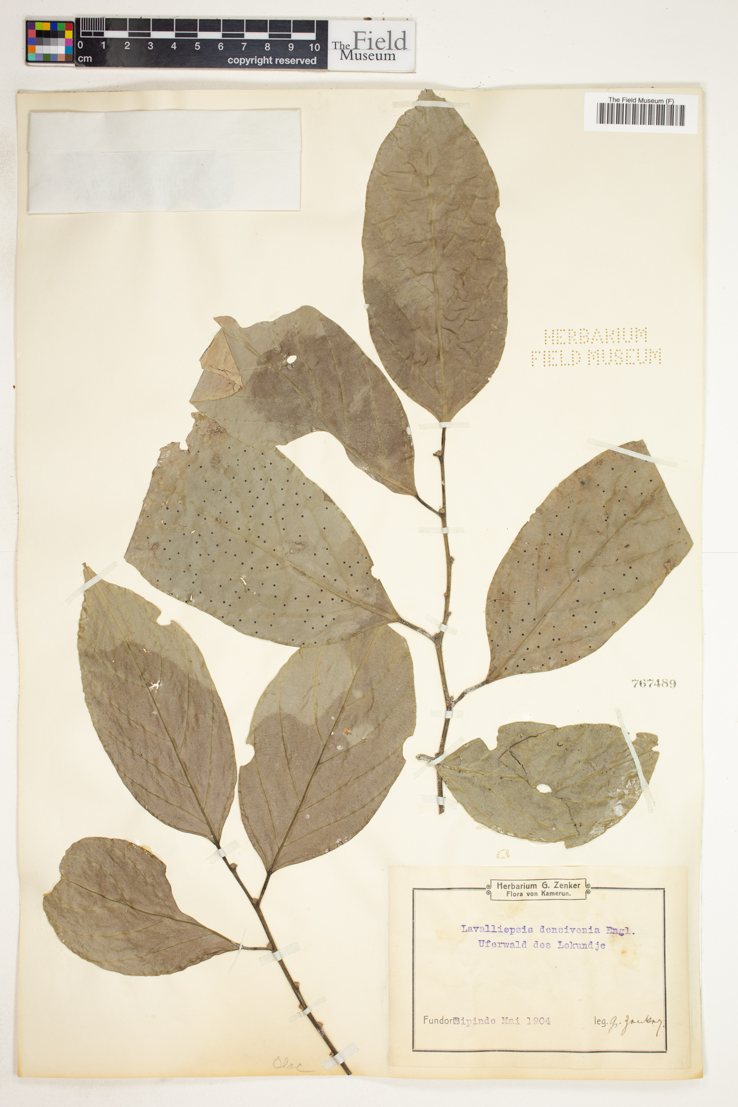 Strombosia grandifolia image