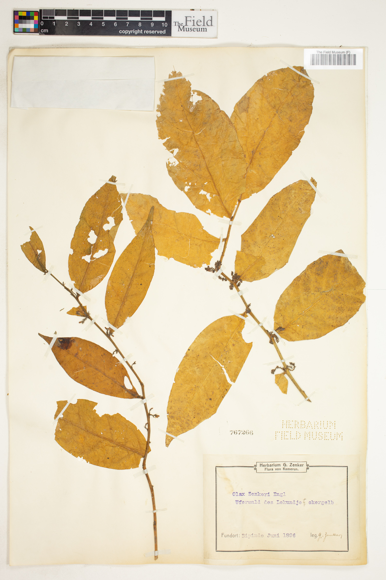 Olax latifolia image