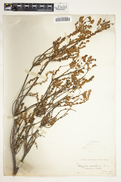 Morella cordifolia image