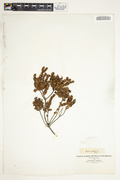 Morella cordifolia image