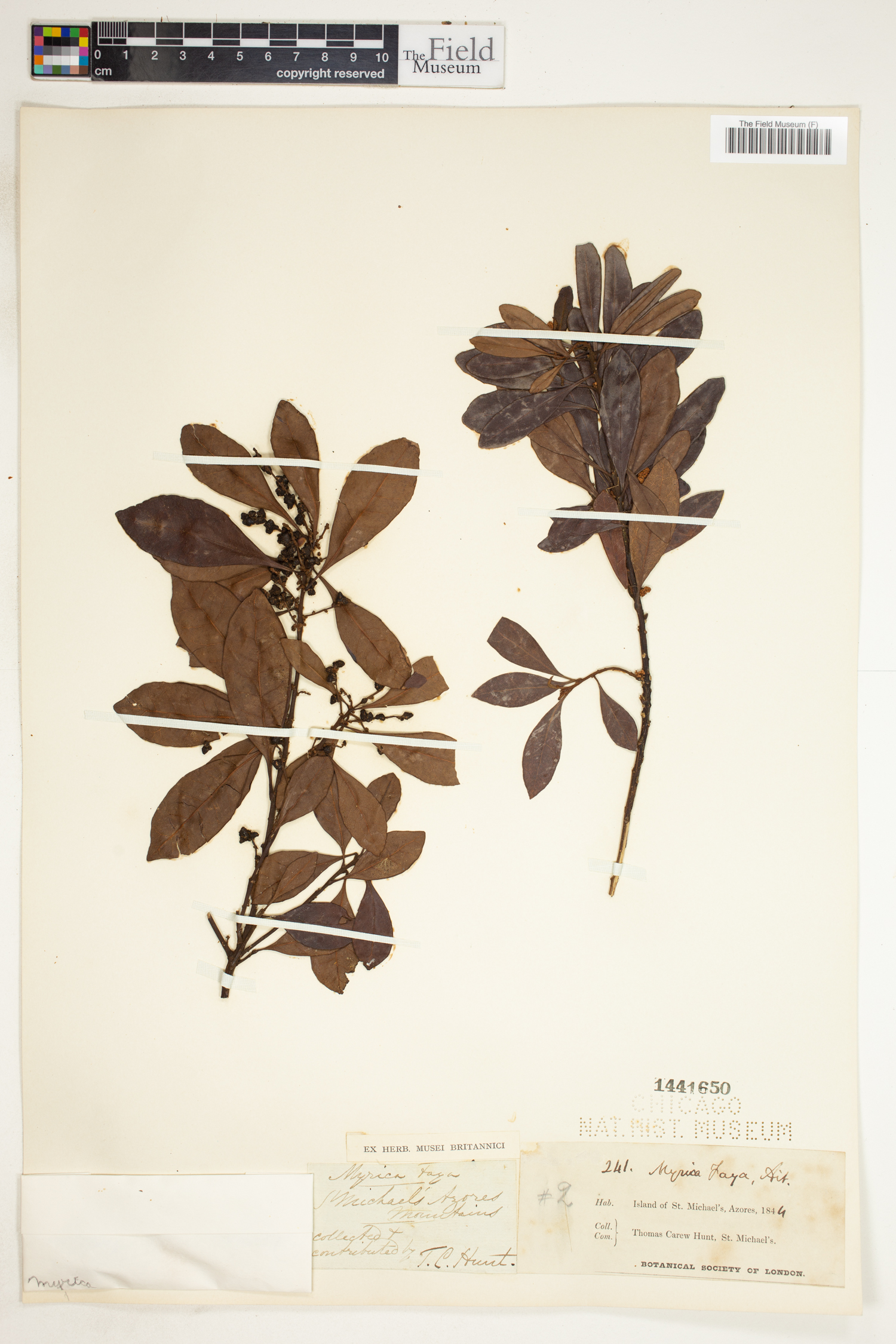 Myrica image