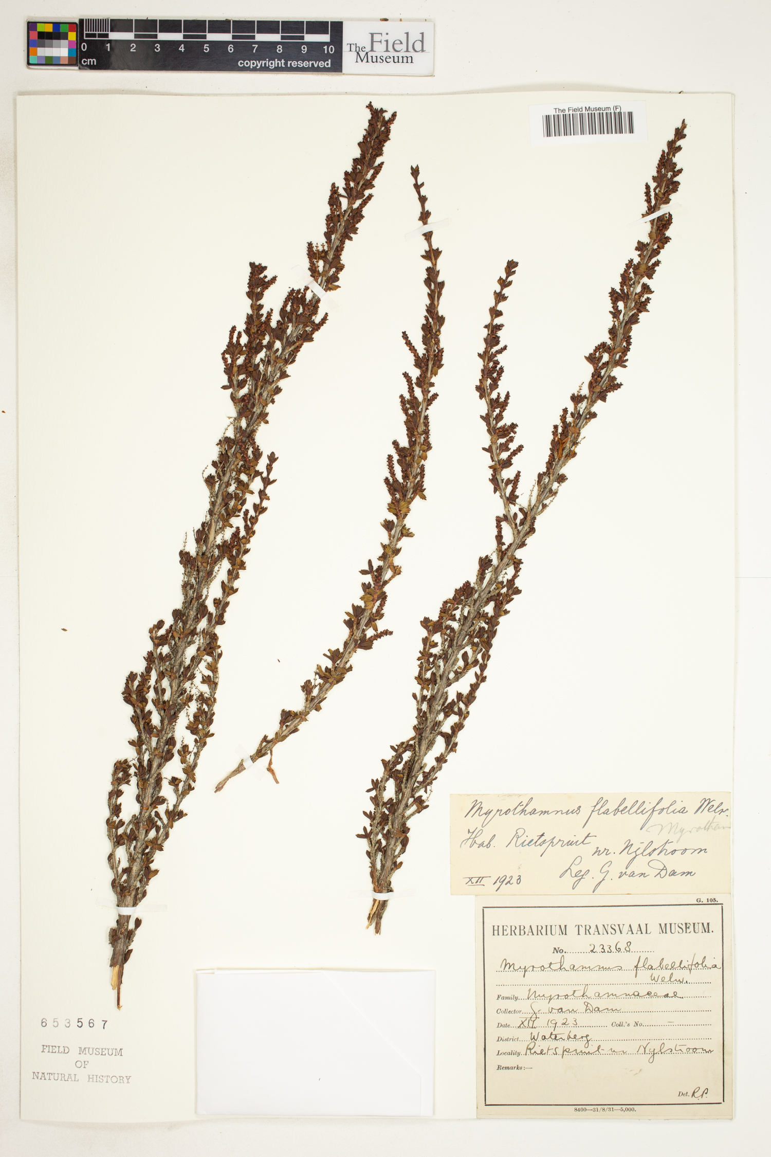 Myrothamnaceae image