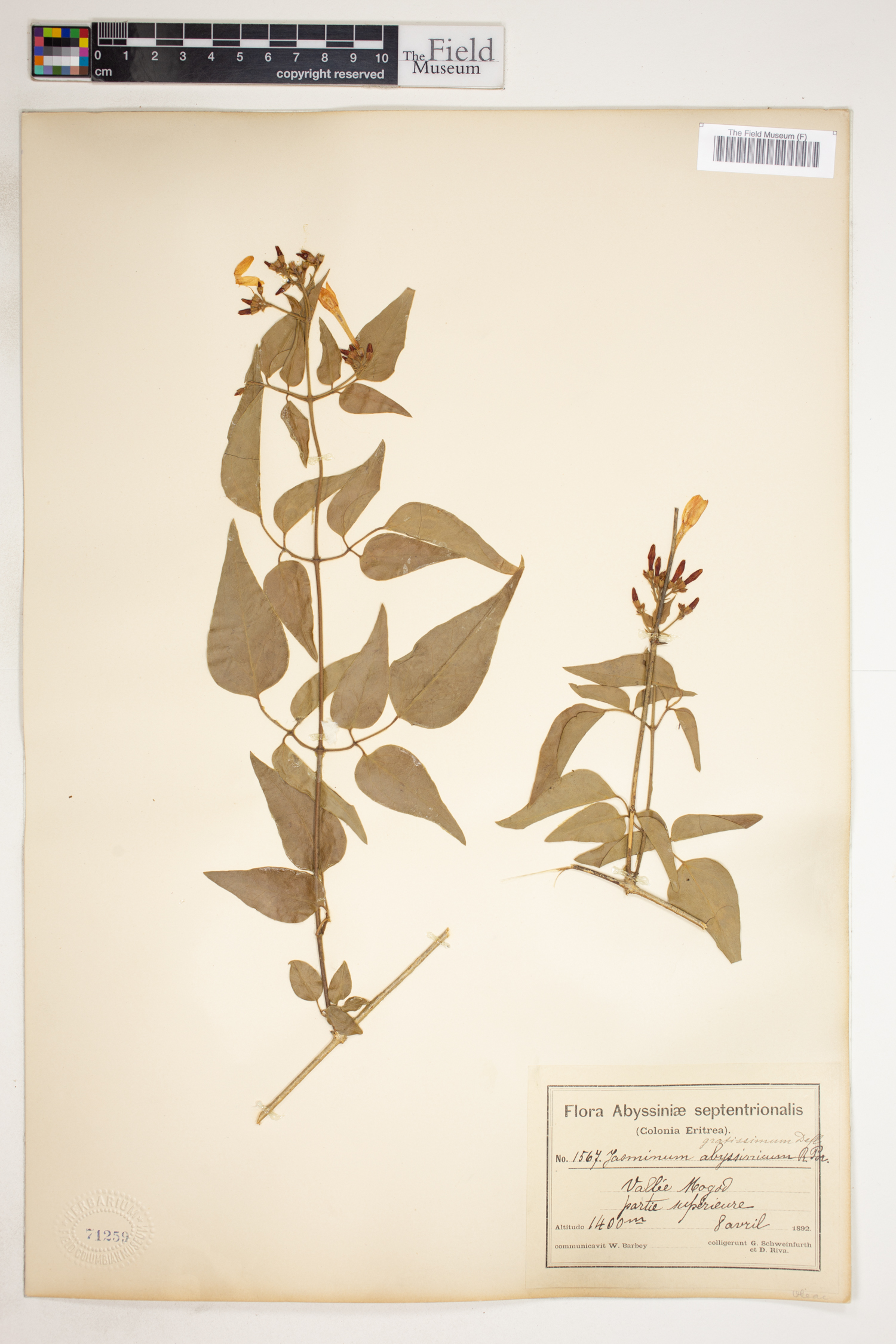 Jasminum fluminense subsp. gratissimum image