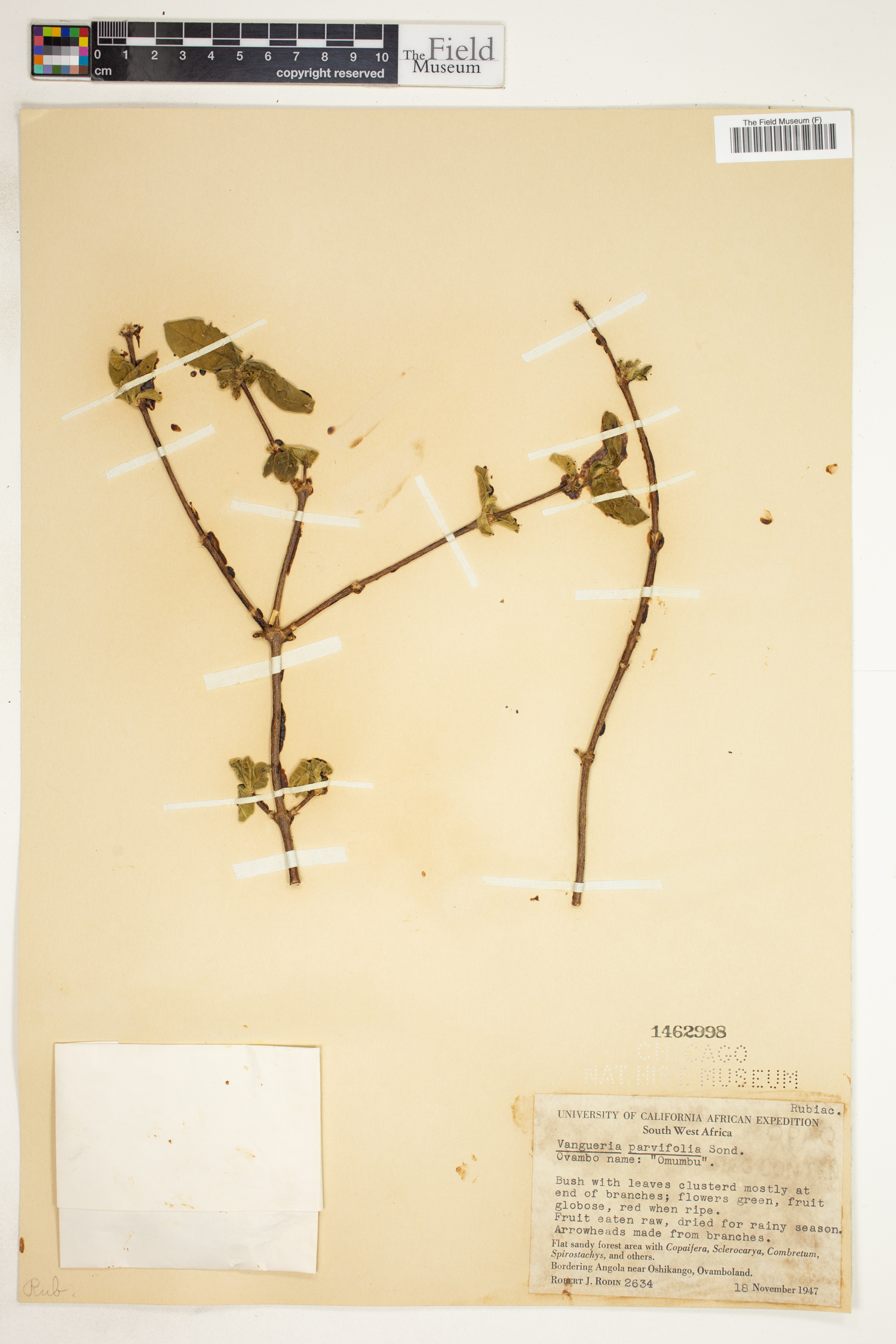 Vangueria parvifolia image